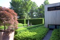 Contemporary garden with Maple in large pot