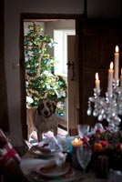 Christmas tree and dog in hall