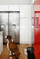 Boxer dog in modern kitchen