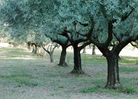 Row of Olive trees