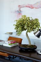 Bonsai tree - Ficus 'Starlight' on desk