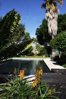 Contemporary tropical garden with pool