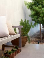 Pot plants and wooden bench