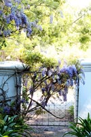 Gate with Wisteria