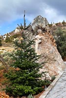 Conifer and rocks in mountainside garden, Greece