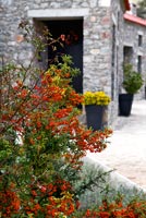 Shrub with orange berries and traditional stone house