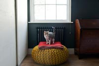 Cat standing on yellow floor cushion