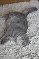 Grey cat on textured rug