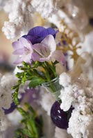 Christmas decorations with Freesias