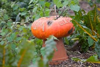 Decorated pumpkin in potager