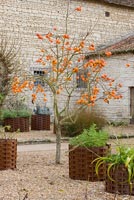 Persimmon tree beside Royal Stables, Chateau du Riveau