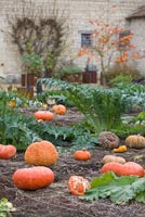 Pumpkins growing in potager beside Royal Stables