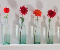 Row of vintage glass bottles with Dahlias