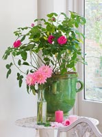 Vintage french urn of Rosa 'Gertrude Jeckyll' with Dahlias