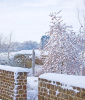 Country garden under snow with Crabapple 'Red Sentinel' tree