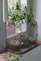 Decorative bird cage with nests and Mistletoe