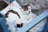 Cat sitting on garden chair