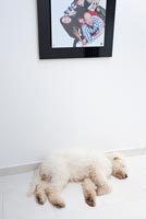 Pet dog lying under family photo