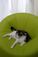 Pet cat sitting on modern armchair