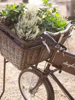 Plants in bicycle basket