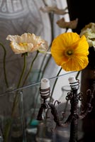 Yellow Poppies in glass vases
