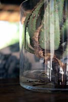 Succulent growing in glass jar