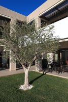 Contemporary house and Olive tree