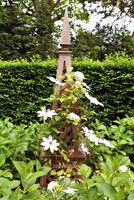 Clematis growing up decorative wooden support