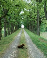 Labrador sitting in country lane