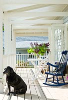 Pet dog sitting on veranda