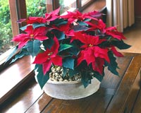 Poinsettia houseplant in terracotta container
