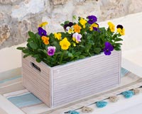 Mixed Violas in wooden container
