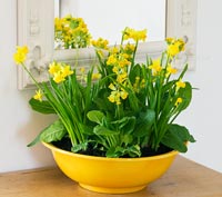 Daffodil 'Tete a Tete' and Cowslips in yellow container