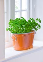 Parsley in orange metal container