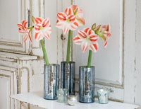 Amaryllis 'Clown' flowers in metal containers