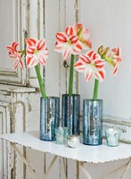 Amaryllis 'Clown' flowers in metal containers