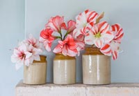 Amaryllis 'Temptation', 'Charisma' and 'Clown' flowers in earthenware jars