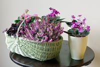Wicker basket planted with Heather, and Flaming Katy houseplant, African Violets in cream pot