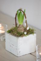 Hyacinth in wooden pot