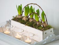 Hyacinths in wooden pot