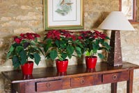 Poinsettias in red pots on console table at christmas