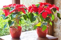 Poinsettias in red pots on wooden table at christmas