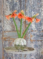 Amaryllis 'Desire' flowers in silver pot