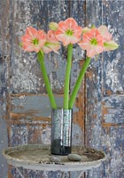 Amaryllis 'Darling' flowers in silver pot