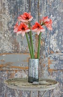 Amaryllis 'Charisma' flowers in metal vase