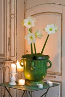Amaryllis 'Christmas Gift' houseplant in green pot on vintage  table