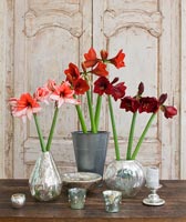 Amaryllis 'Charisma', Ferrari' and 'Benfica' flowers in metal vases
