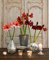 Amaryllis 'Charisma', 'Ferrari' and 'Benfica' flowers in metal vases
