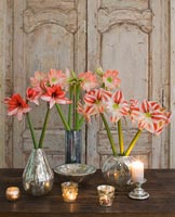 Amaryllis 'Clown', 'Charisma' and 'Darling' flowers in metal vases
