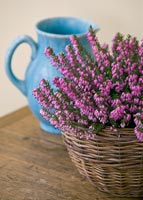 Pink Heather in wicker container